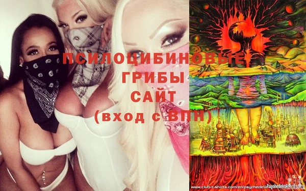 прущие грибы Волоколамск